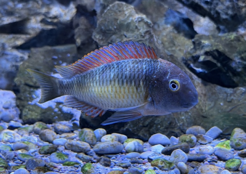 Tropheus moorii 'Kantalamba'